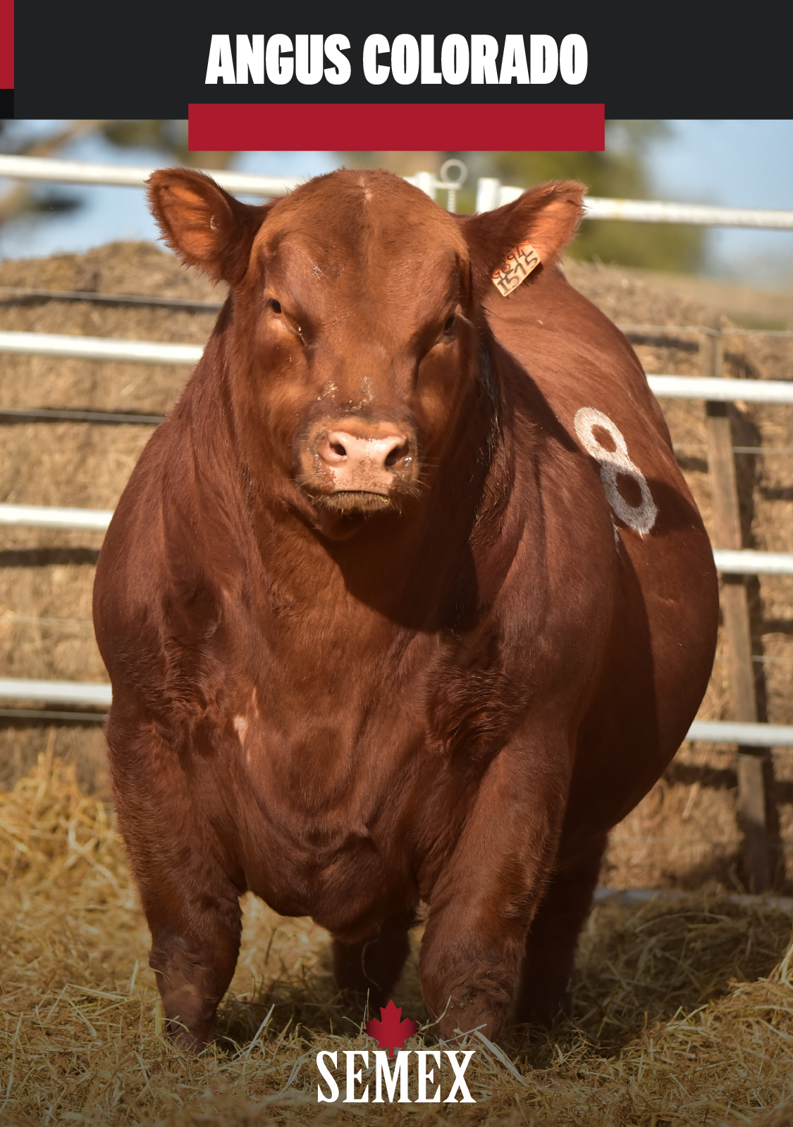 ANGUS COLORADO