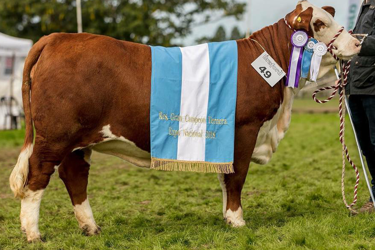 Hijo: GCMN del Ternero Braford - Ctes 2018