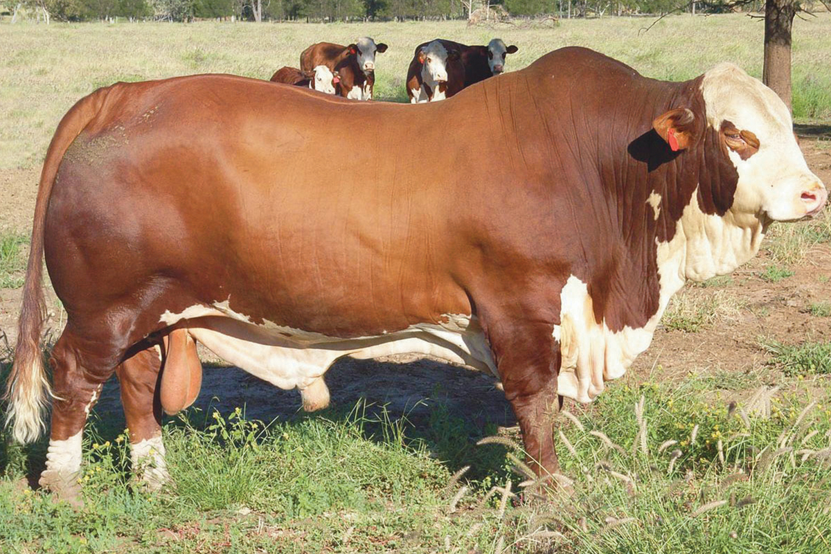 Padre: Carinya Endeavour