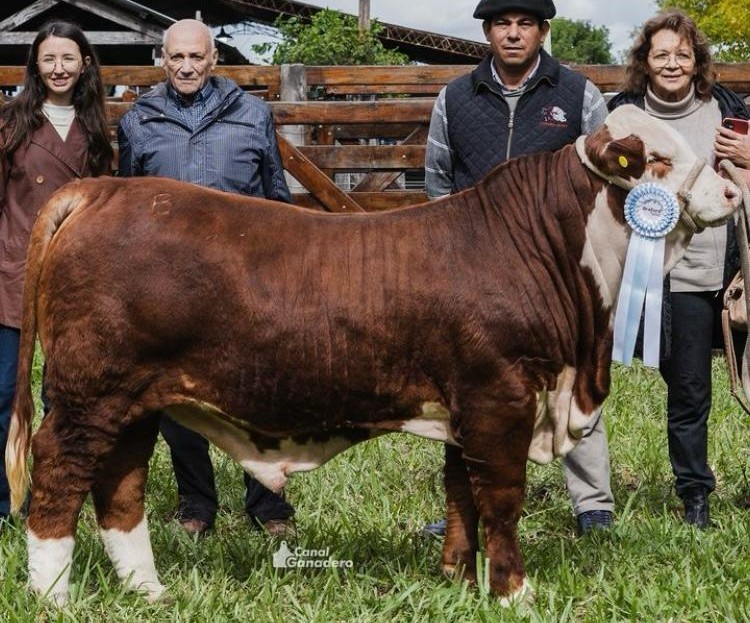 IMAGUARÉ- Gran Campeón individual de lote ternero - XII Expo Nacional Braford