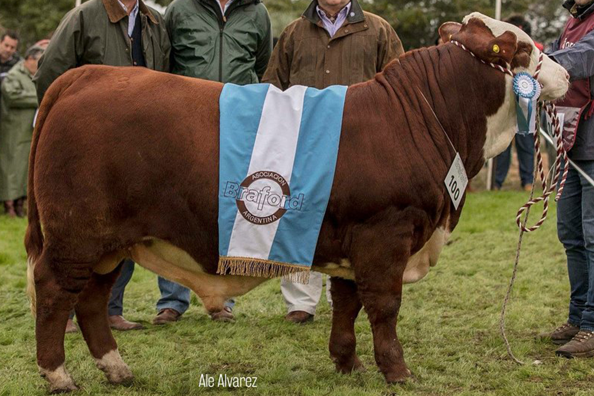 Hijo: GCMN del Ternero Braford - Ctes 2018