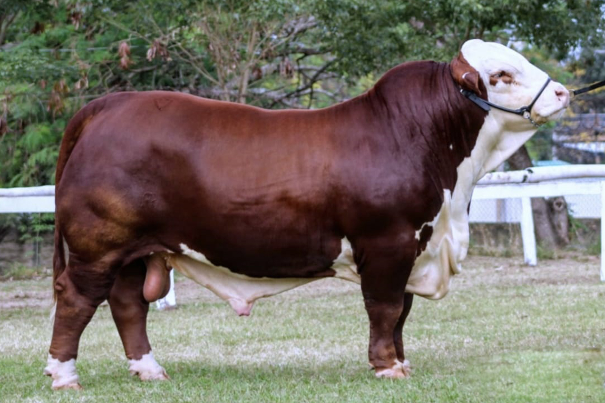 Hijo Campeón 2 Años Mayor MRA 2019 (PY)