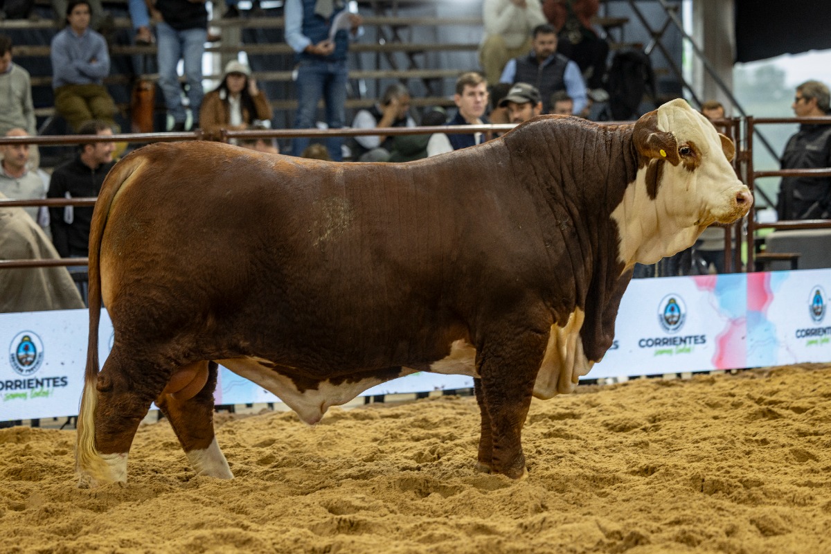 IMAGUARÉ- Gran Campeón individual de lote macho - XIII Expo Nacional Braford
