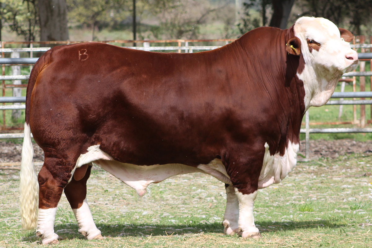 Hijo: Agrolepal T69 Napoleon