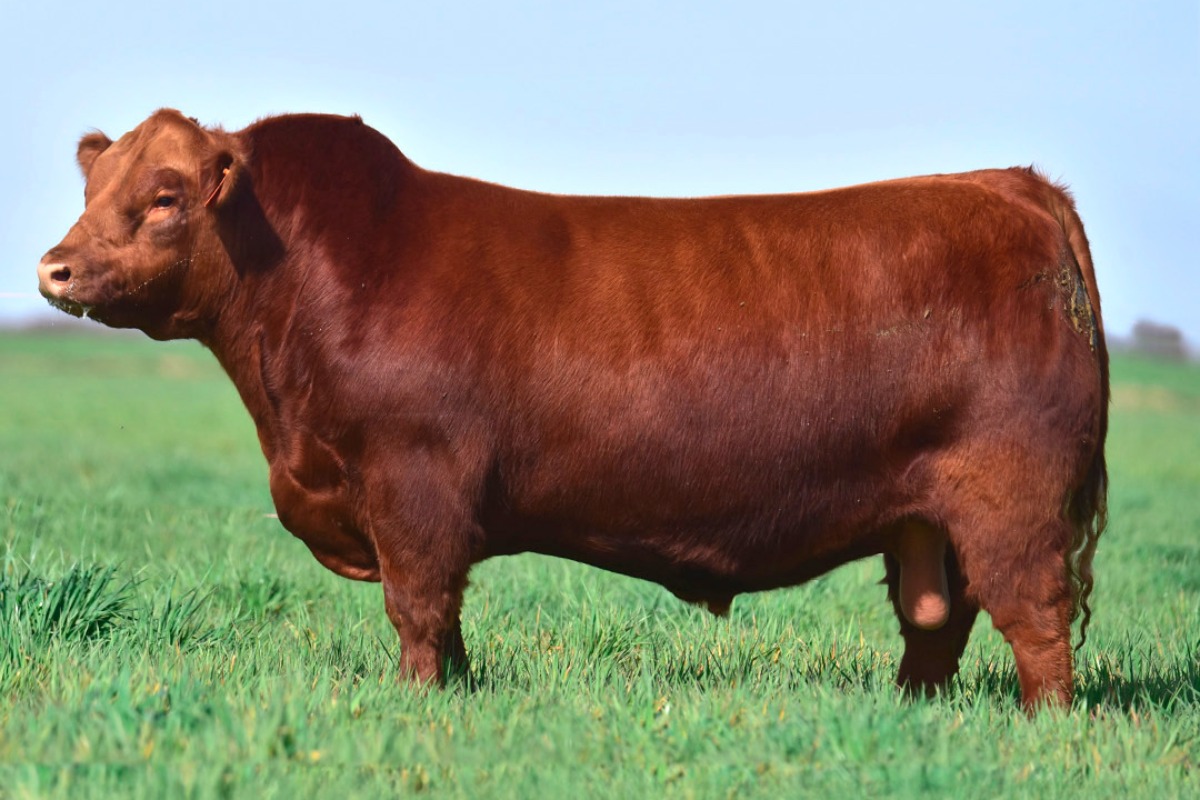 Semex - Carne - RUFO