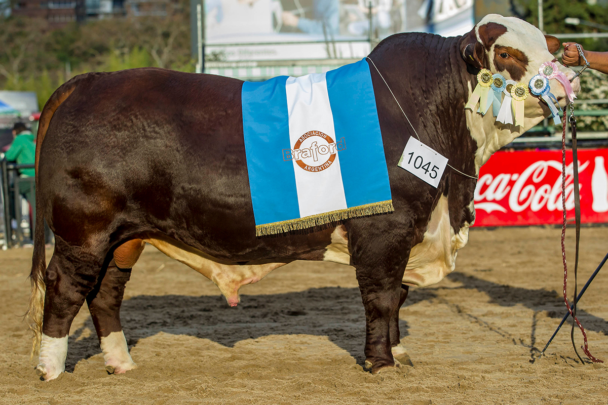 X-Bull Gran Campeón Macho Palermo 2014