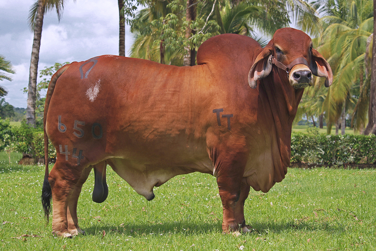 Hijo: Monarca