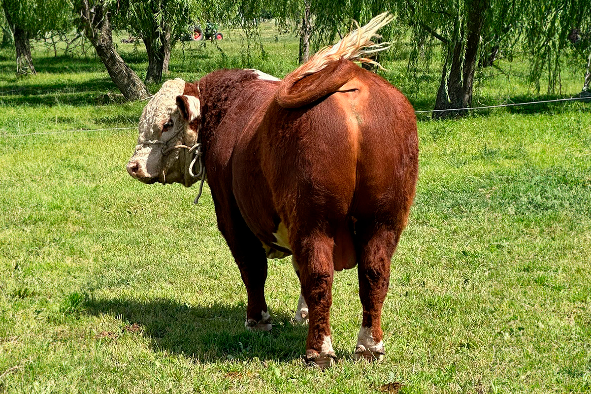 Sacapuntas en el campo