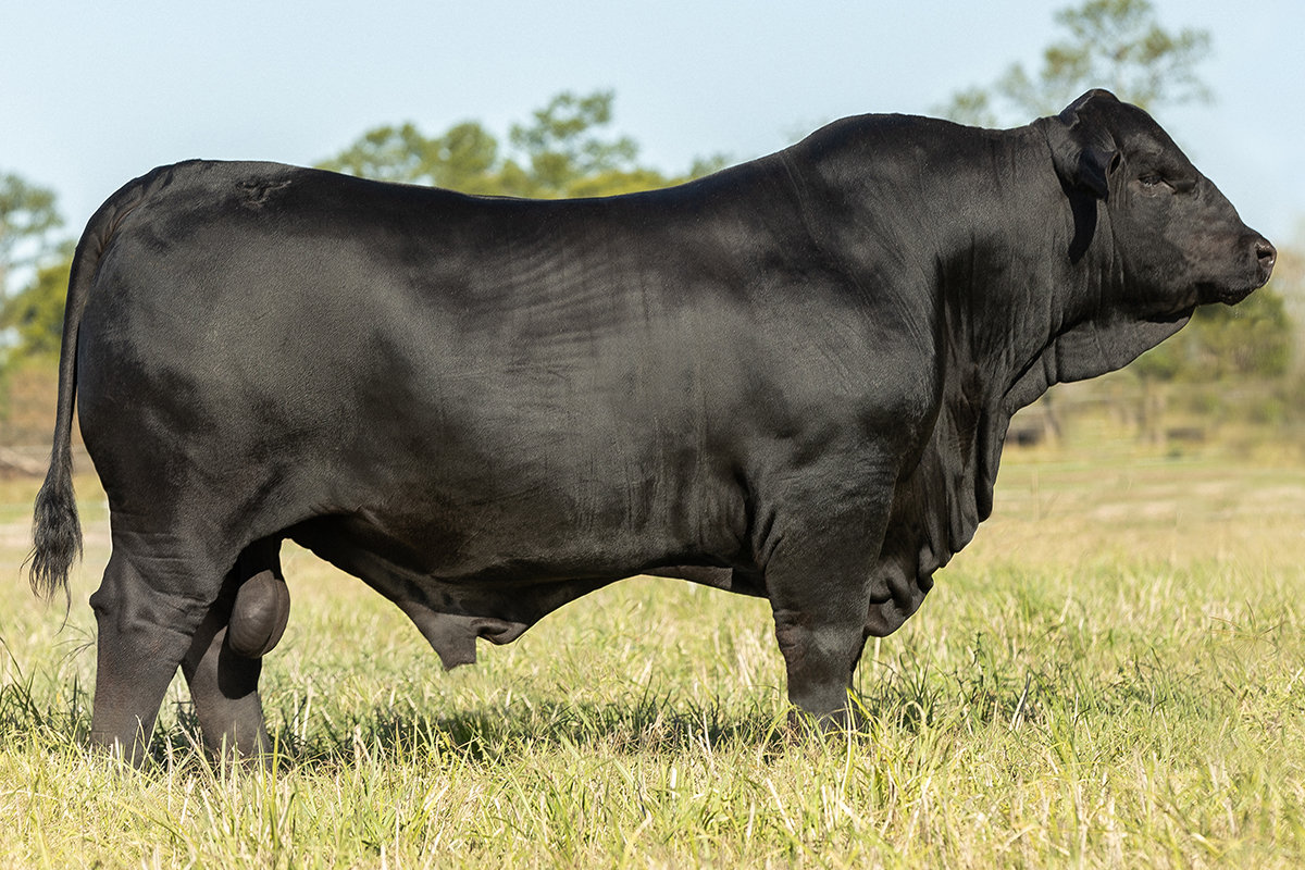 Pichon en el campo 