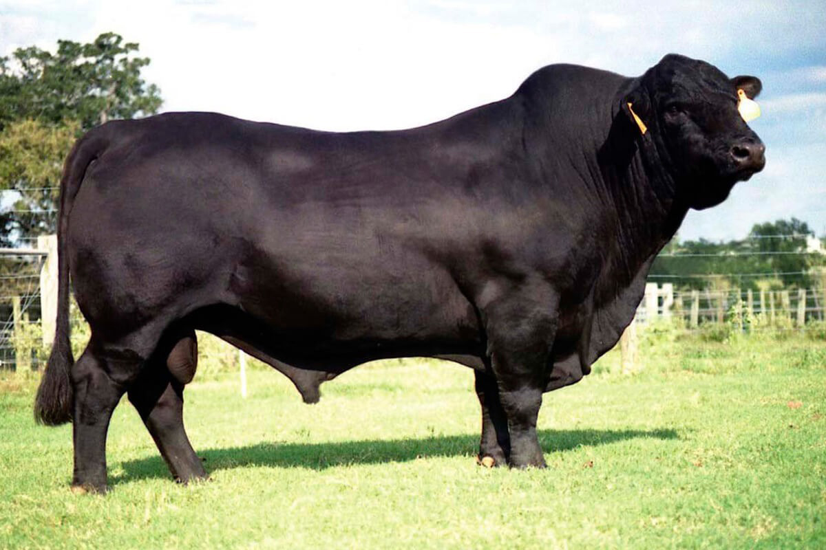 Abuelo materno: Sundance of Brinks 392G9