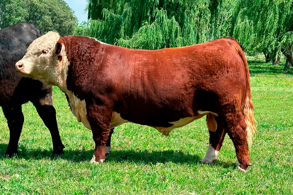 Sacapuntas en el campo