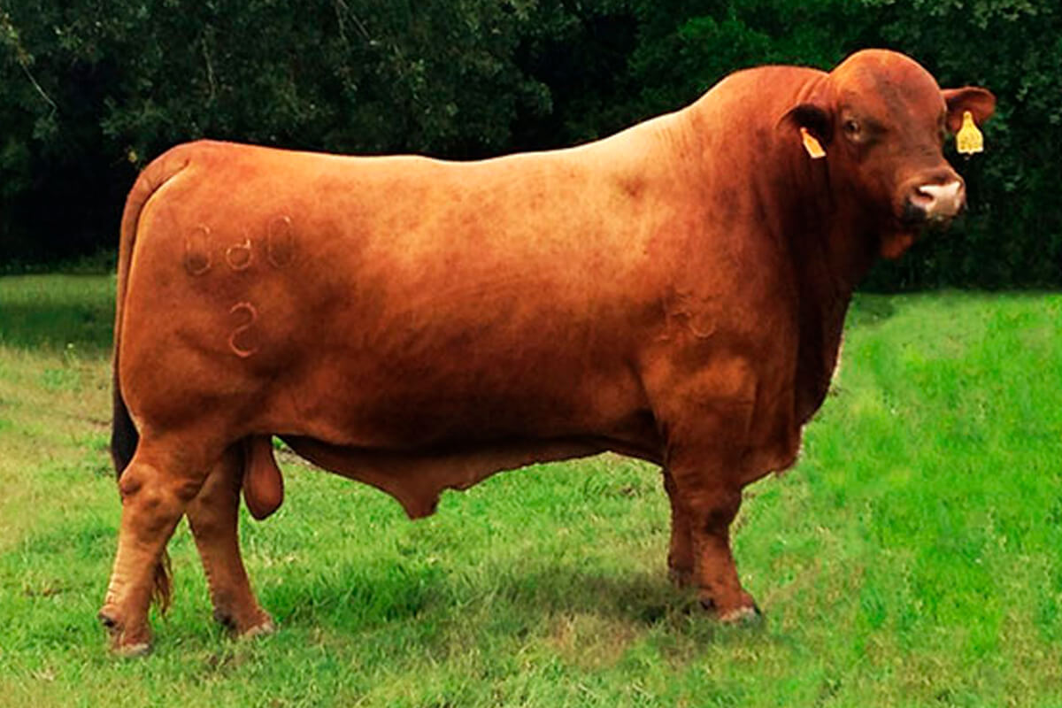 Padre: Sureways Legacy MR 060S