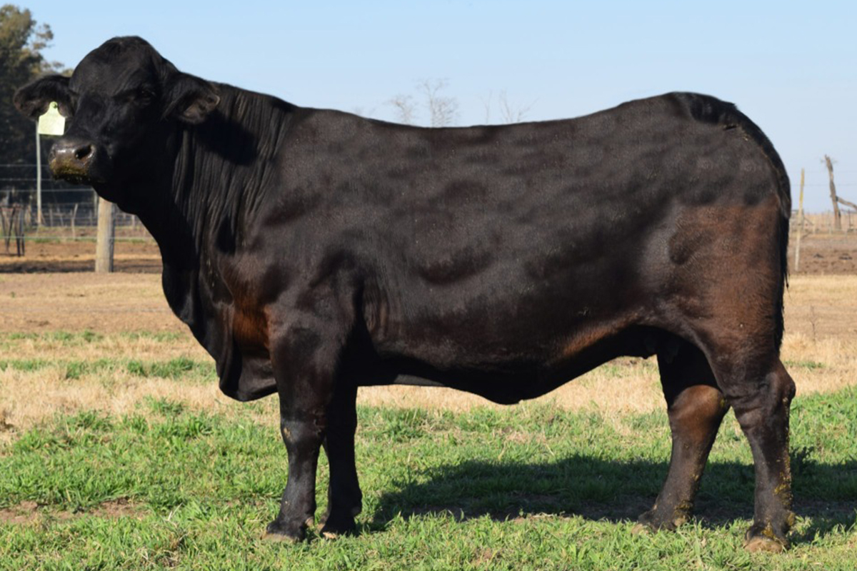 Madre: Rancho 224 Sundance