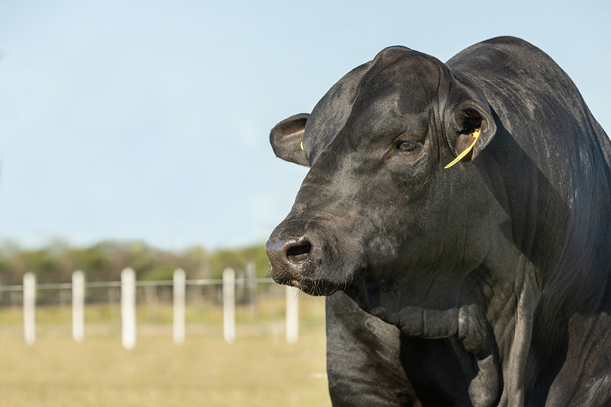 Pichon en el campo 