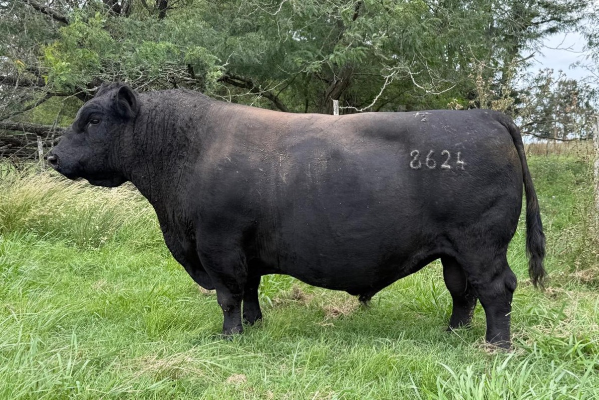 Suárez a campo