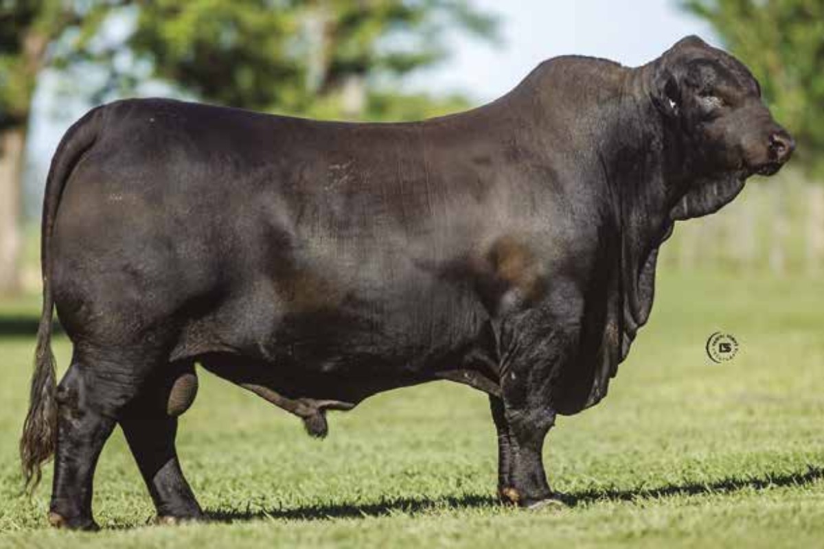 Semex - Carne - BOTIJA