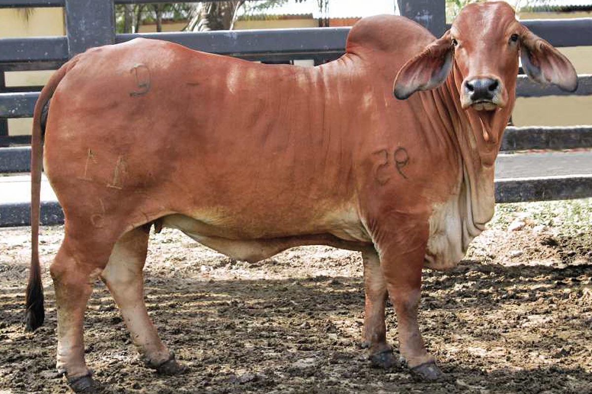 Madre: MT Millonario Elena TE