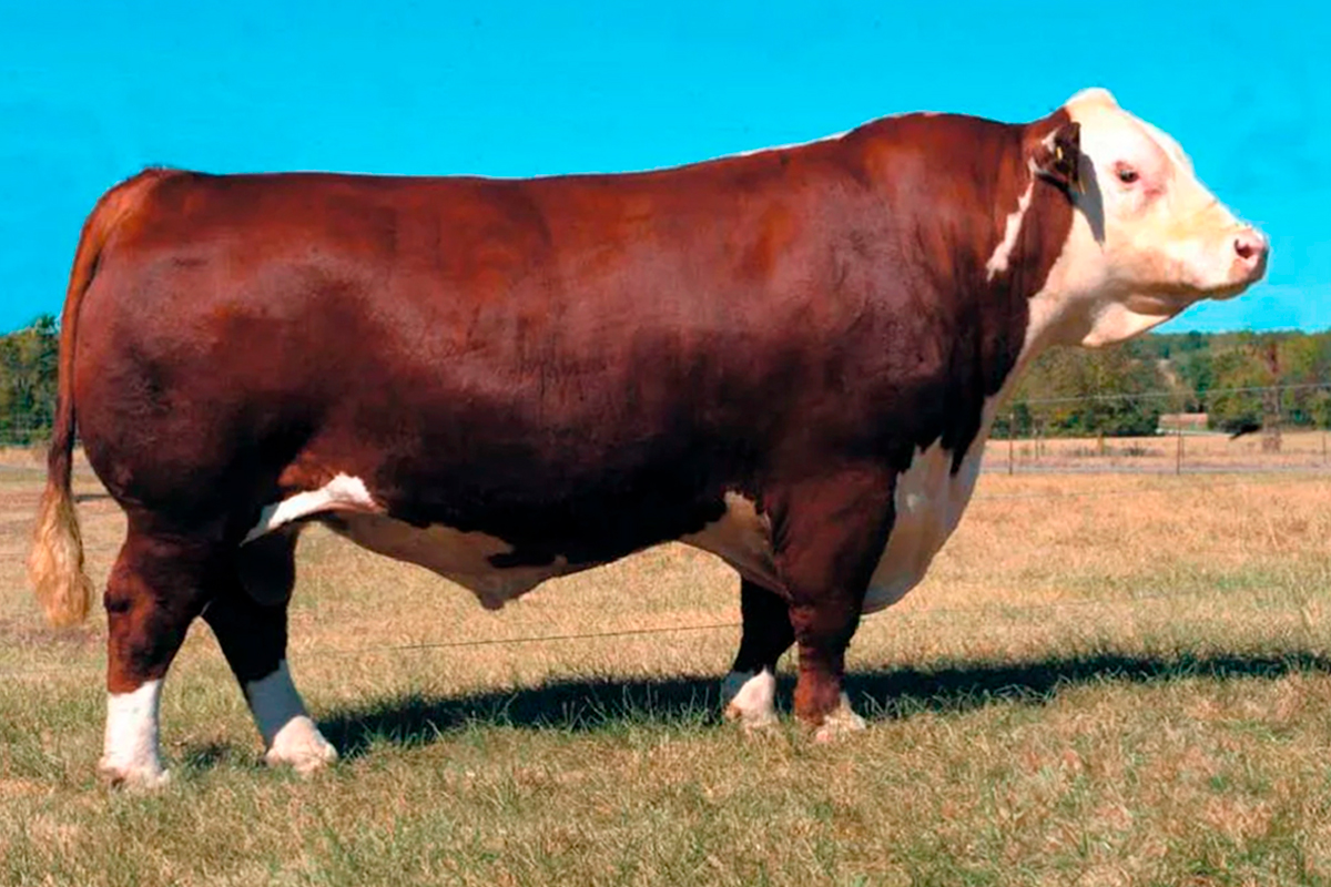 Bisabuelo Materno: VIC K16