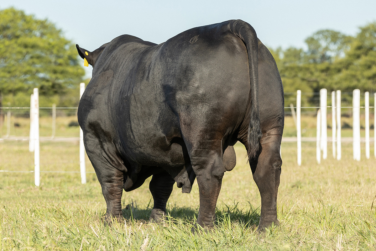 Pichon en el campo 