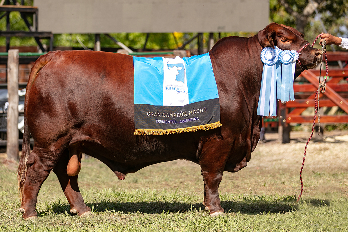 Mundial: Gran Campeón Macho