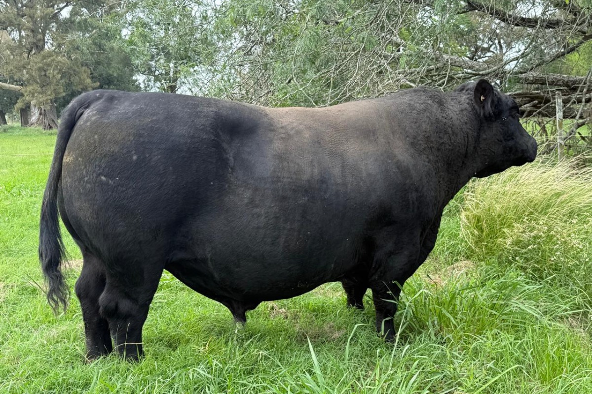 Suárez a campo